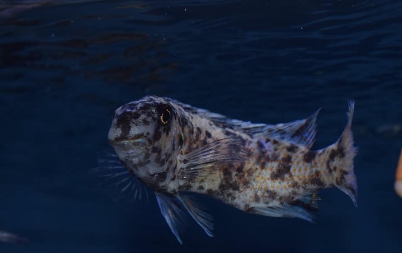 Labeotropheus trewavasae 'Nakantenga Island'